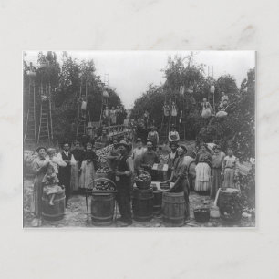 Apple Picking in Berkeley Landkreis, West Virginia Postkarte