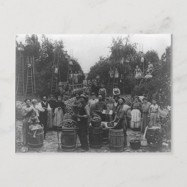 Apple Picking in Berkeley Landkreis, West Virginia Postkarte (Vorderseite)