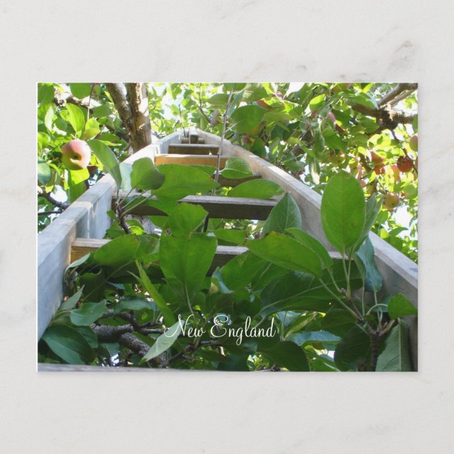 Apple picking in New England Postkarte (Vorderseite)
