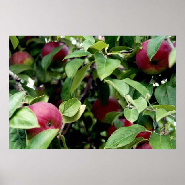 Apple Picking Poster (Vorne)
