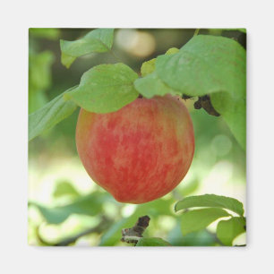 Apple rotes Annanas - Magnet