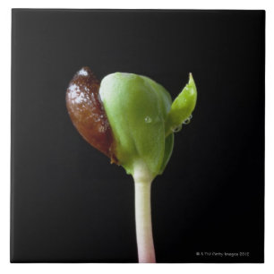 Apple-Sämlinge mit Samen-Muschel Fliese