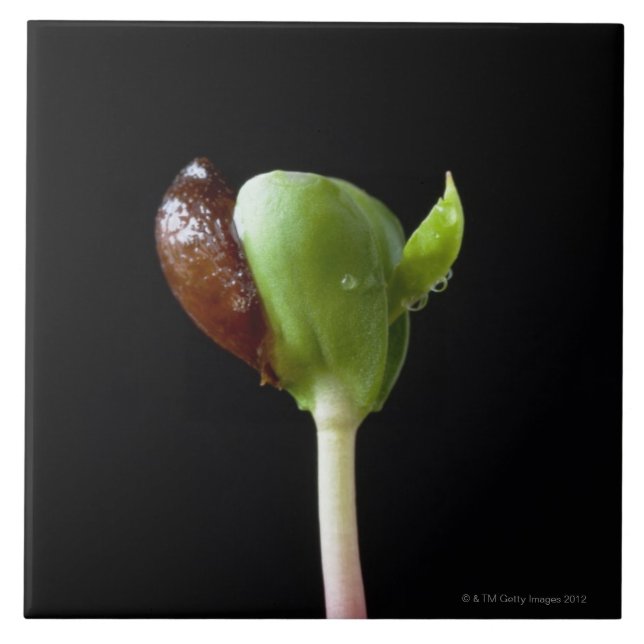 Apple-Sämlinge mit Samen-Muschel Fliese (Vorderseite)