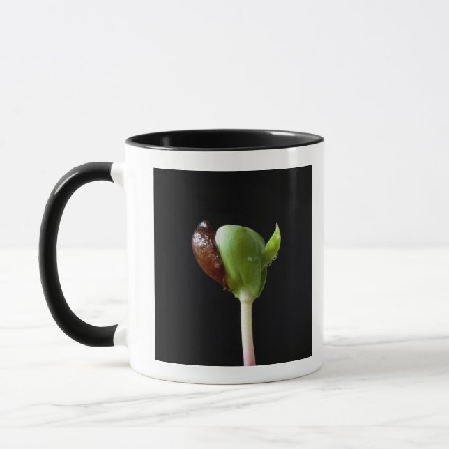 Apple-Sämlinge mit Samen-Muschel Tasse (Links)