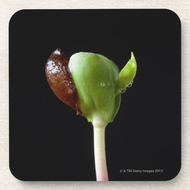 Apple-Sämlinge mit Samen-Muschel Untersetzer (Vorderseite)