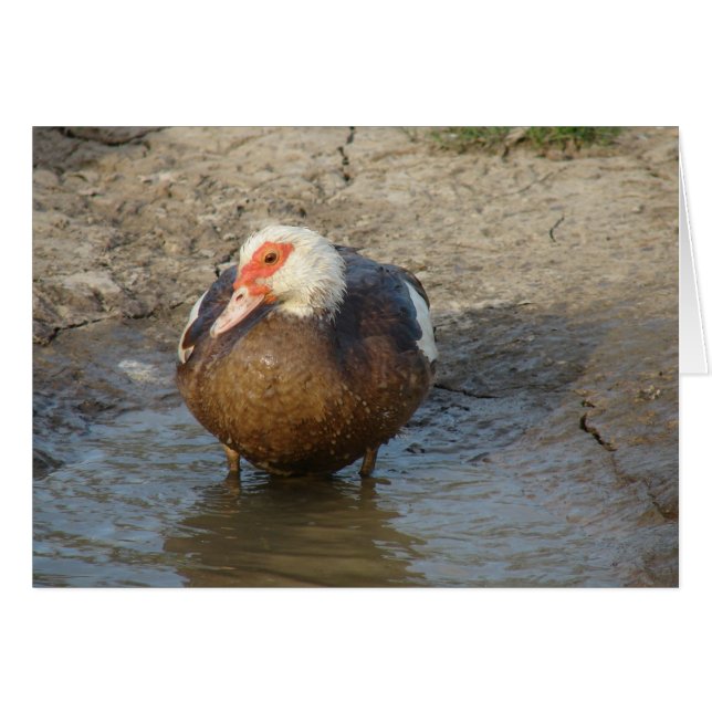Apple the Muscovy Hen (Vorderseite (Horizontal))