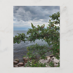 Apple Tree and Stormy Day am See Postkarte