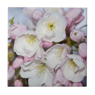 Apple Tree blüht auf einem blauen Himmel Fliese