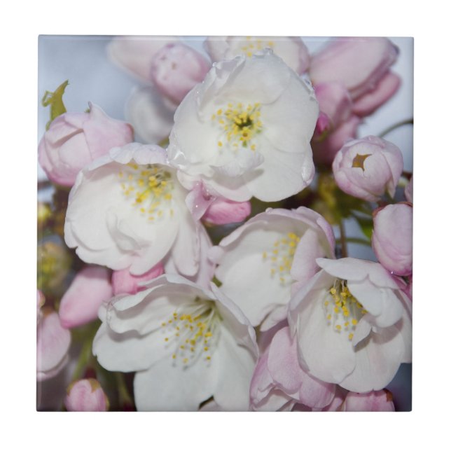 Apple Tree blüht auf einem blauen Himmel Fliese (Vorderseite)