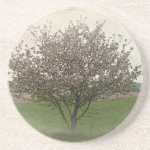 Apple Tree in Bloom Untersetzer