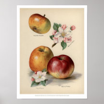 Apple - Vintage Früchte Poster