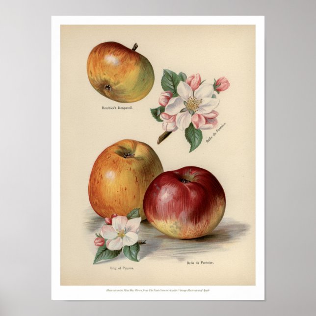 Apple - Vintages Fruchtplakat Poster (Vorne)