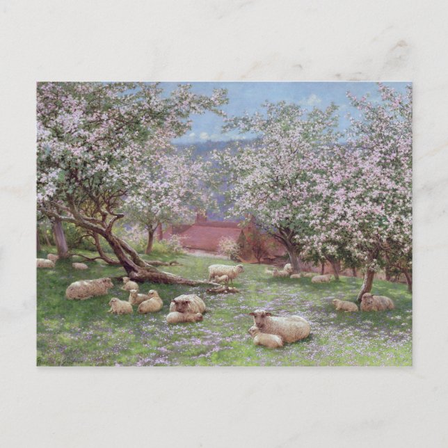 Appleblossom Postkarte (Vorderseite)
