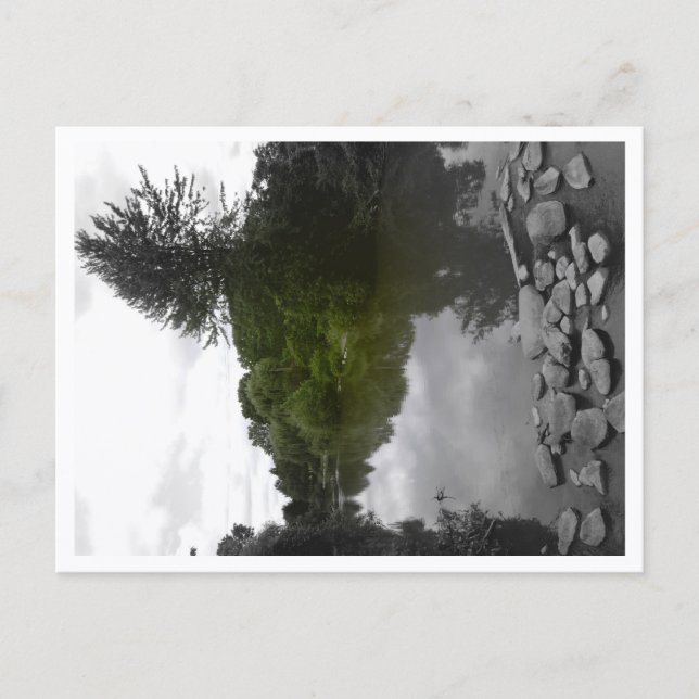 Approachable Wolf Post Card Print Postkarte (Vorderseite)