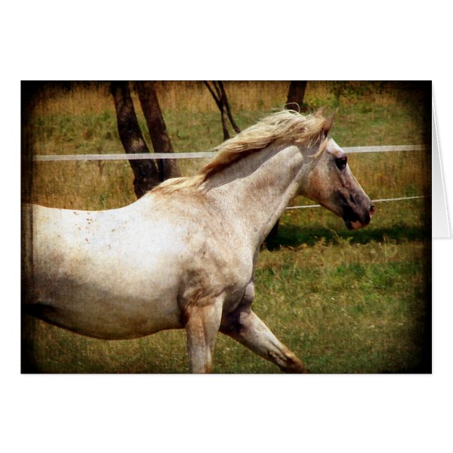 Appy (Vorderseite (Horizontal))