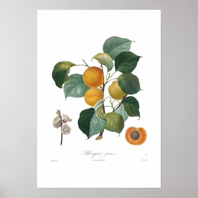 Apricot-Albergia-Franc Poster (Vorne)