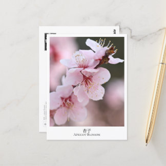 Apricot Blossom Postkarte