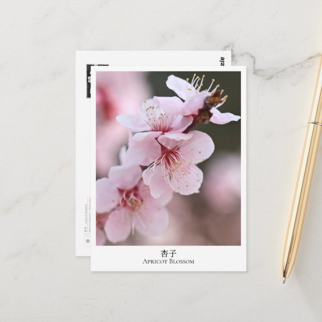 Apricot Blossom Postkarte (Vorderseite/Rückseite Beispiel)