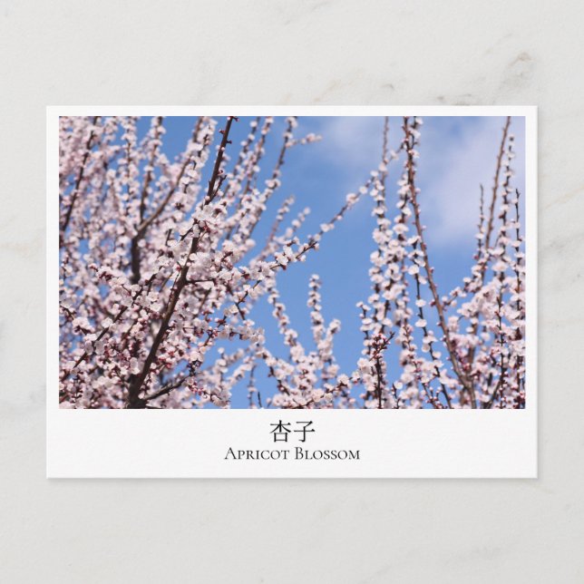 Apricot Blossom Postkarte (Vorderseite)