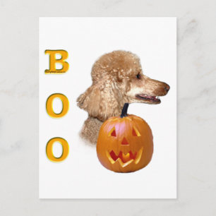 Apricot Coated Poodle Postkarte