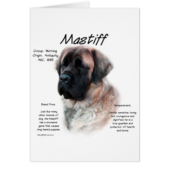 Apricot Fluffy Mastiff Geschichte (Vorne)