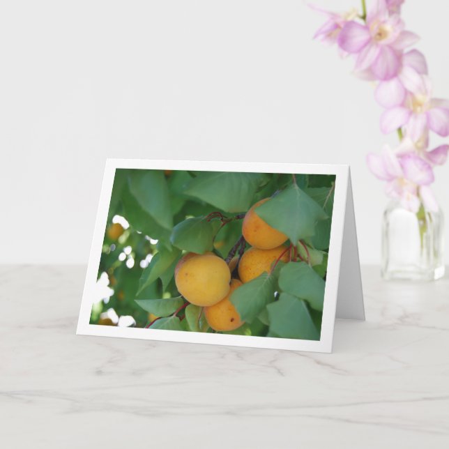 Apricot Fruit on Tree Karte (Orchidee)