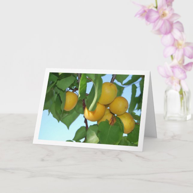 Apricot Fruit on Tree Karte (Orchidee)