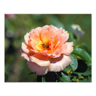 Apricot Hybrid Tea Rose mit Honigbiene Fotodruck