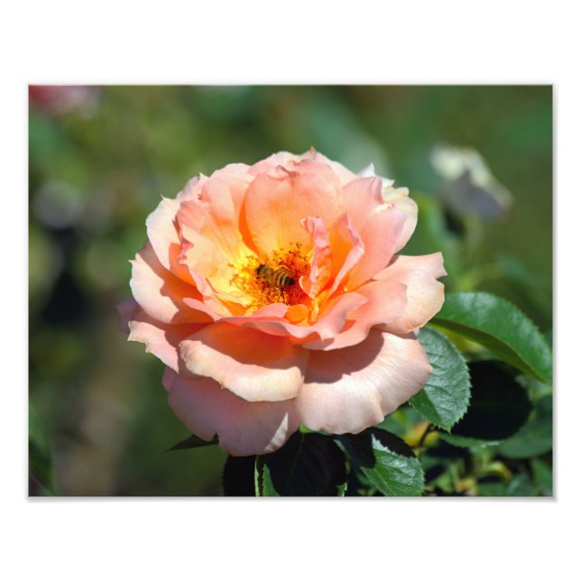 Apricot Hybrid Tea Rose mit Honigbiene Fotodruck (Vorne)