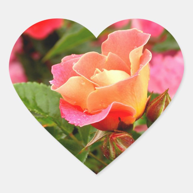 Apricot Lmon Pink Rose Herz-Aufkleber (Vorderseite)