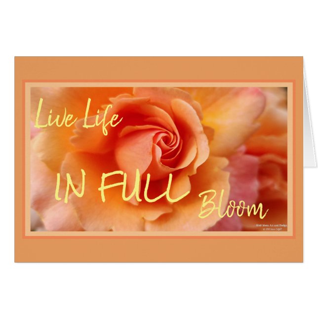 Apricot Peach Rose Blume Nah Up Foto (Vorderseite (Horizontal))