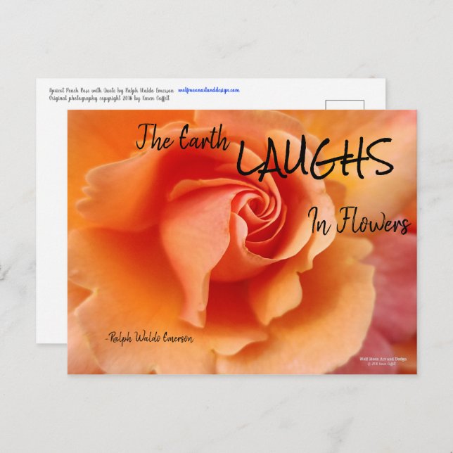 Apricot Peach Rose Blume Nah Up Foto Postkarte (Vorne/Hinten)