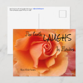 Apricot Peach Rose Blume Nah Up Foto Postkarte