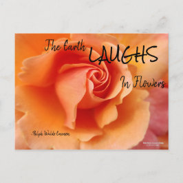 Apricot Peach Rose Blume Nah Up Foto Postkarte