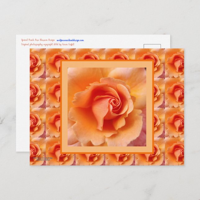 Apricot Peach Rose Blume Nah Up Foto Postkarte (Vorne/Hinten)