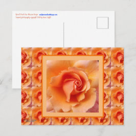 Apricot Peach Rose Blume Nah Up Foto Postkarte
