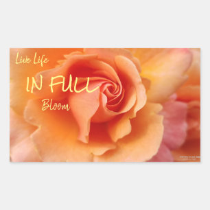 Apricot Peach Rose Blume Nah Up Foto Rechteckiger Aufkleber