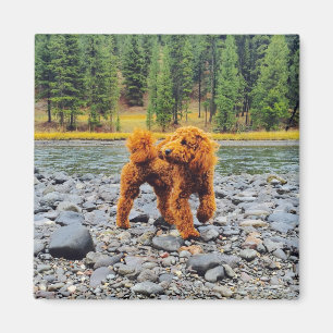 Apricot Poodle - individualisierbares Geschenk Magnet