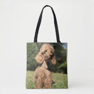 Apricot Poodle individuell anpassbar