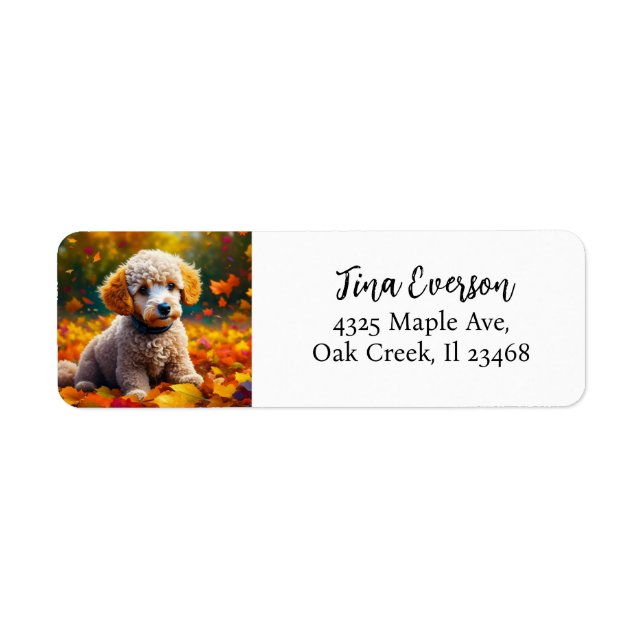 Apricot Poodle Welpe in Herbstlauben (Vorne)