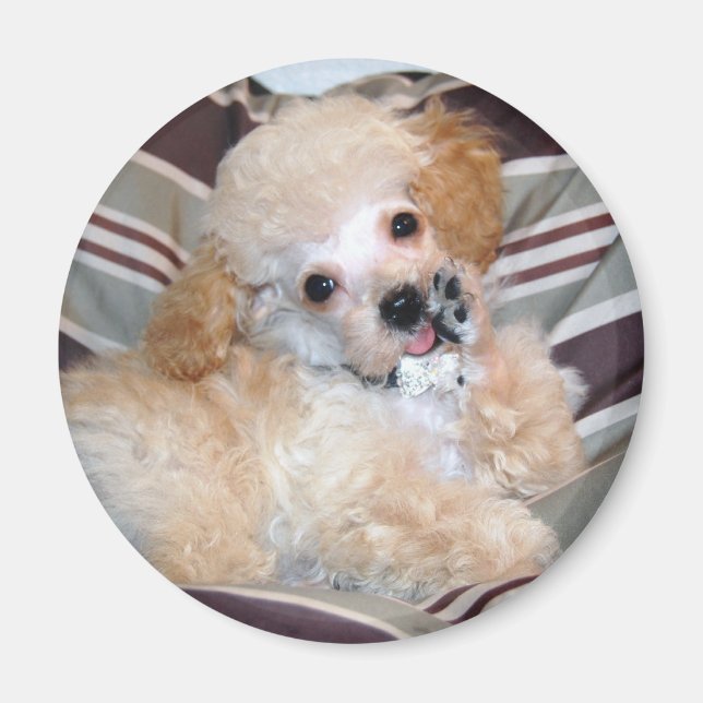 Apricot Poodle Welpe schweben Magnet (Vorne)