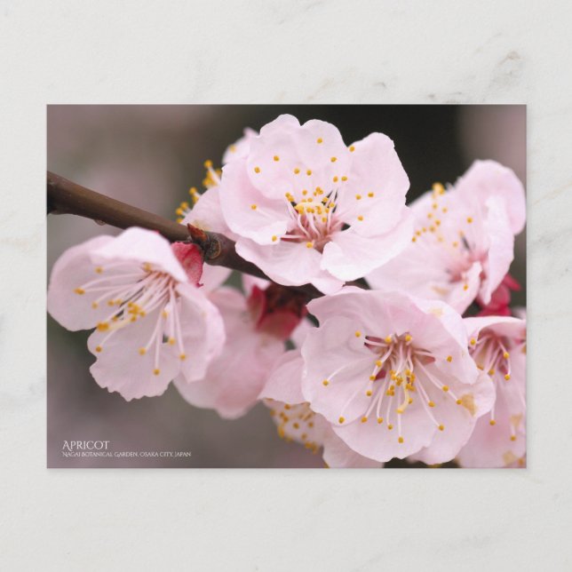 Apricot：Postcard Postkarte (Vorderseite)