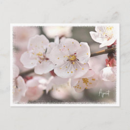 Apricot Postkarte