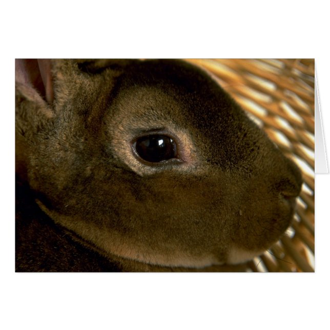 Apricot Rex Rabbit (Vorderseite (Horizontal))