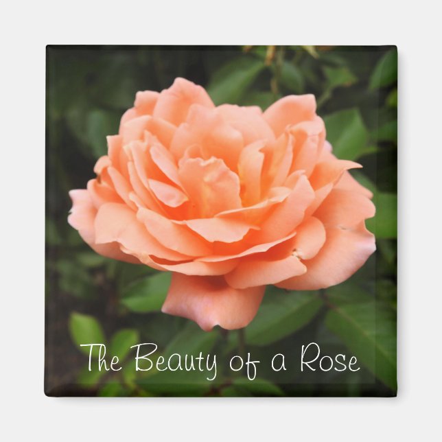 Apricot Rose Magnet (Vorne)