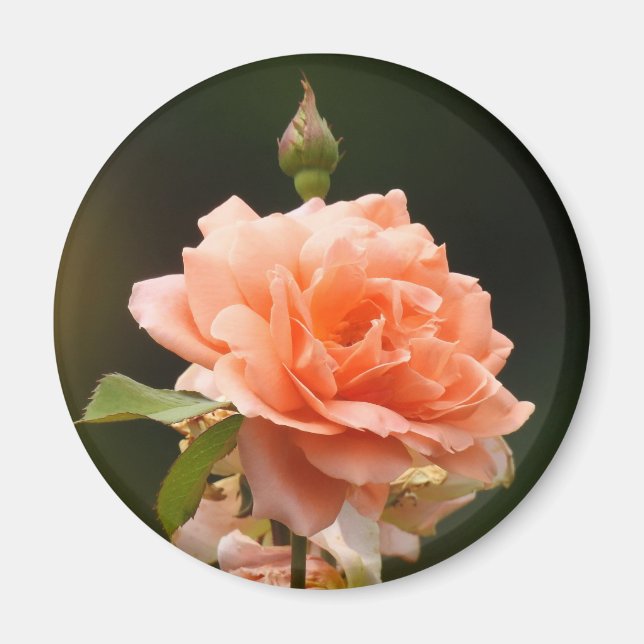 Apricot Rose Magnet (Vorne)