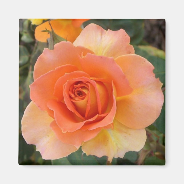 Apricot Rose Square Magnet (Vorne)