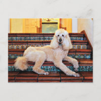 Apricot Standard Poodle - Bocelli