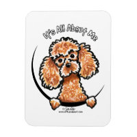 Apricot Toy Miniature Poodle IAAM