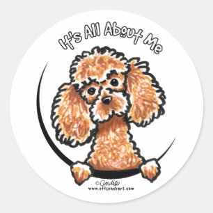 Apricot Toy Miniature Poodle IAAM Runder Aufkleber